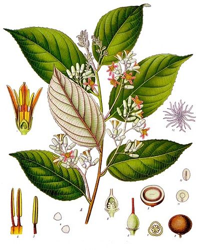 Styrax benzoin